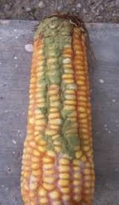 maize with aflatoxin