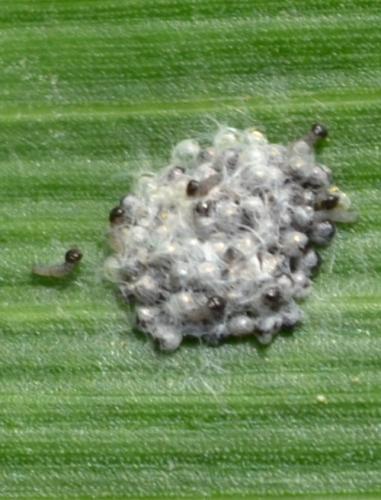 fall army worm hatching eggs